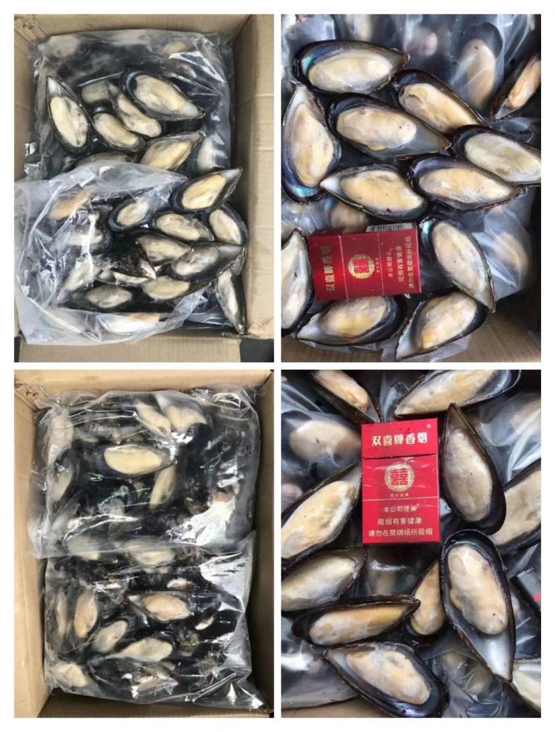 半壳蓝口贝青口贝贻贝黑贝海虹贝淡菜