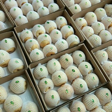 黄金梨准备开园一级精品果量大从优，博望坡黄金梨包邮