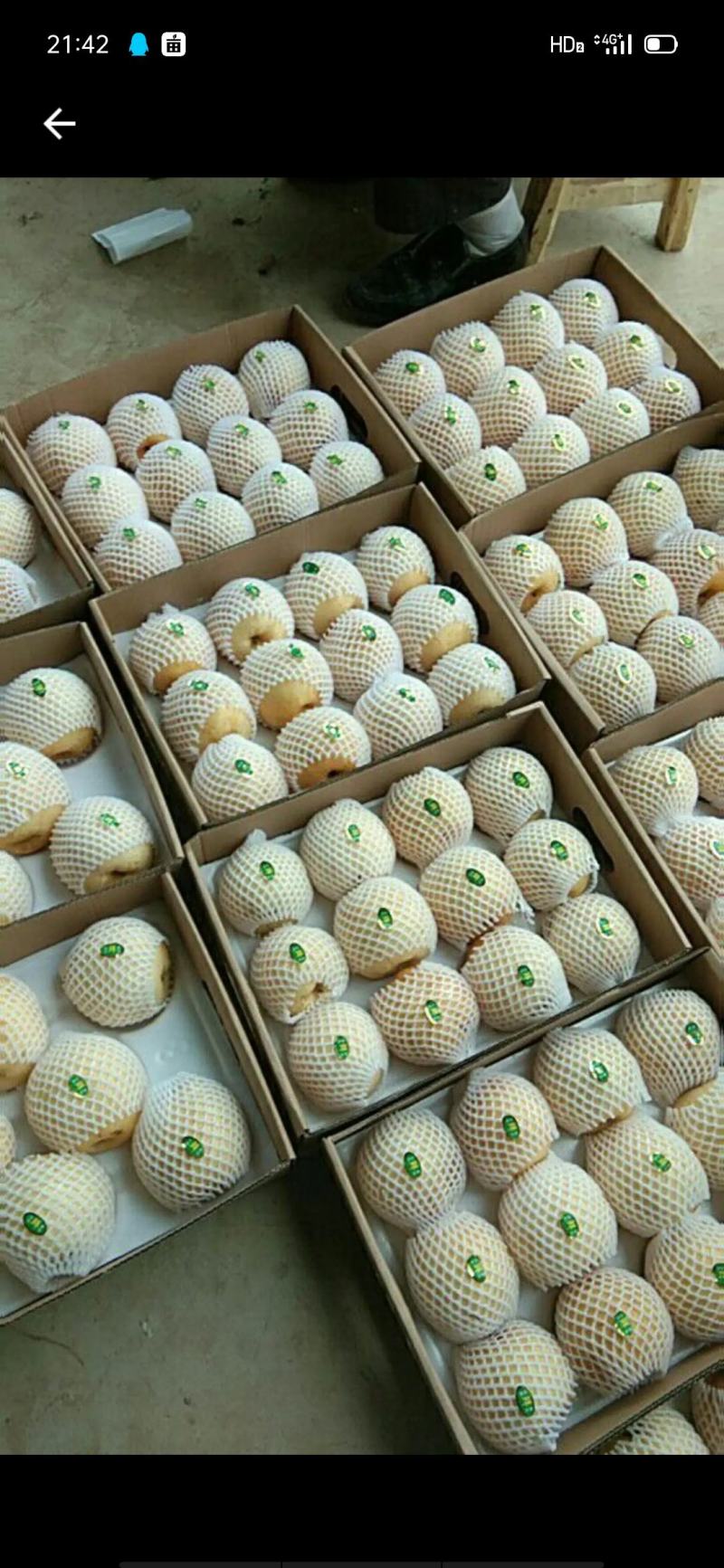 黄金梨准备开园一级精品果量大从优，博望坡黄金梨包邮