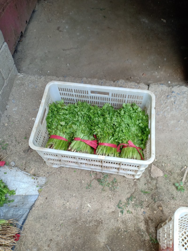 泰安香菜产地直销欢迎采购