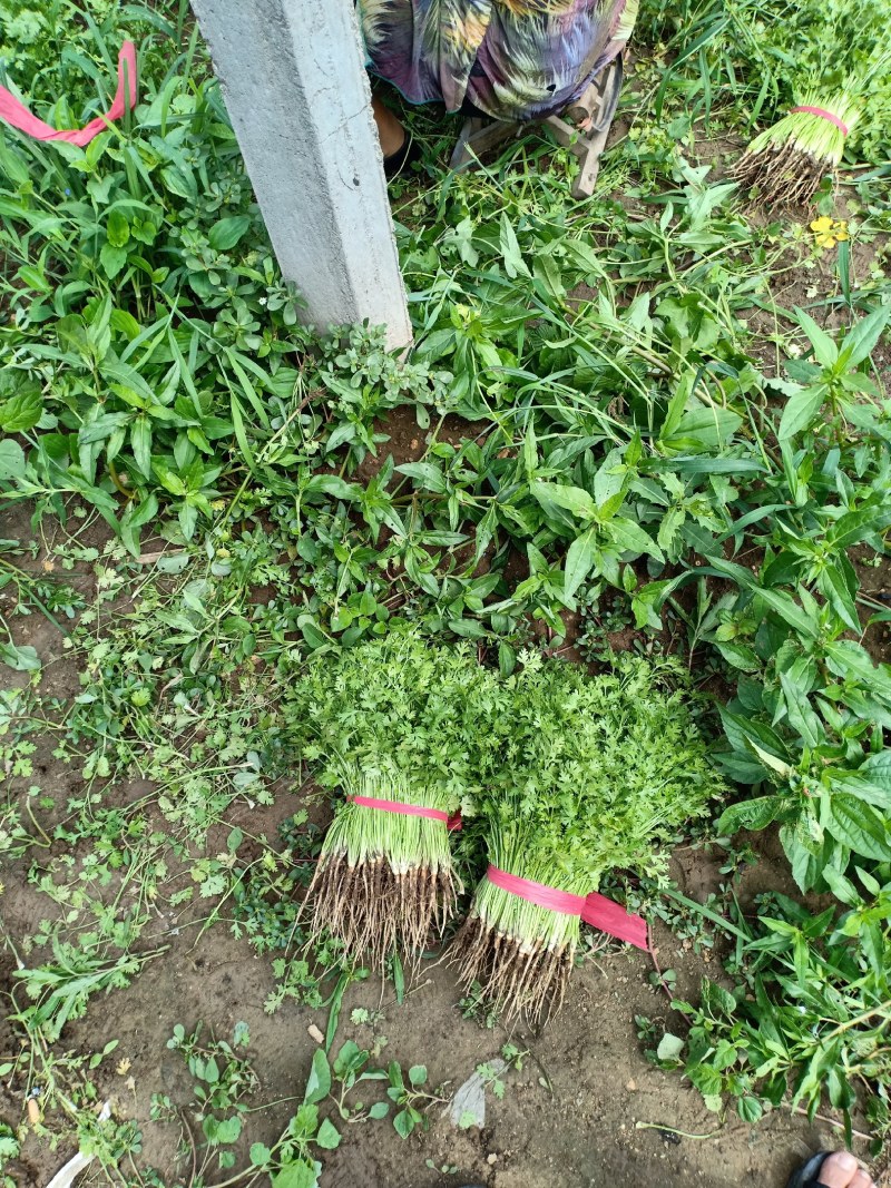 泰安香菜产地直销欢迎采购