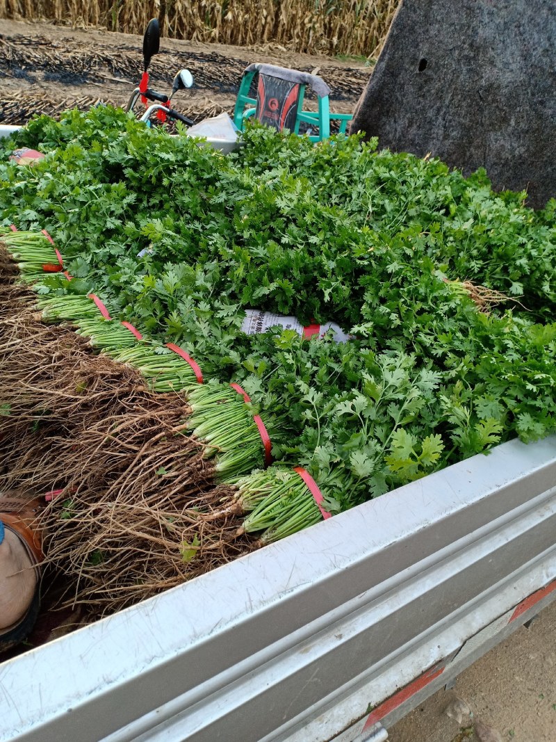 泰安香菜产地直销欢迎采购