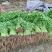 泰安香菜产地直销欢迎采购