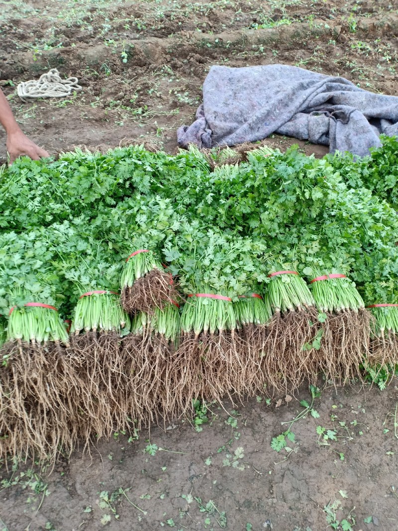 泰安香菜产地直销欢迎采购