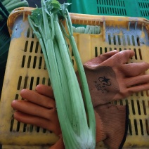 精品西芹，剁头不剁头都可以