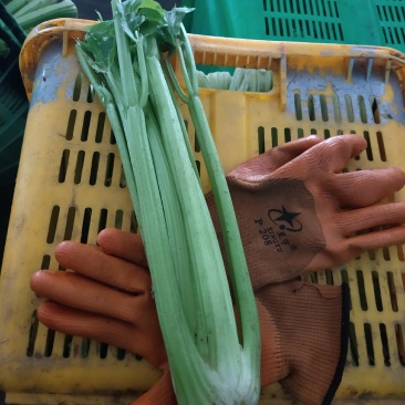精品西芹，剁头不剁头都可以