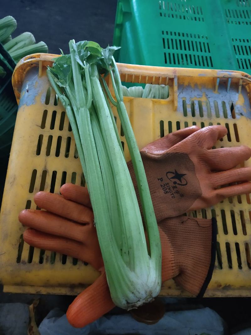 精品西芹，剁头不剁头都可以