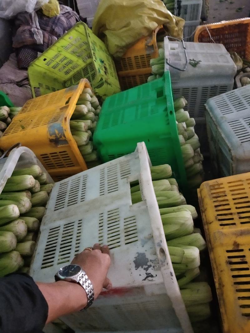 精品西芹，剁头不剁头都可以
