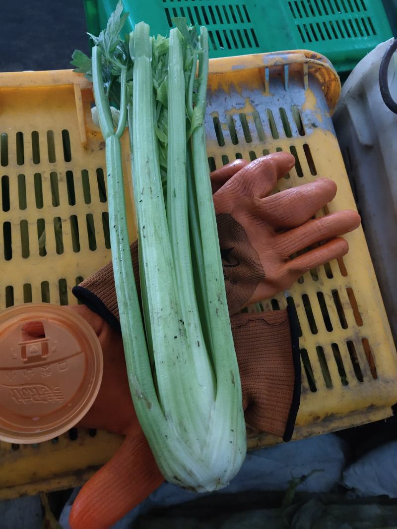 精品西芹，剁头不剁头都可以