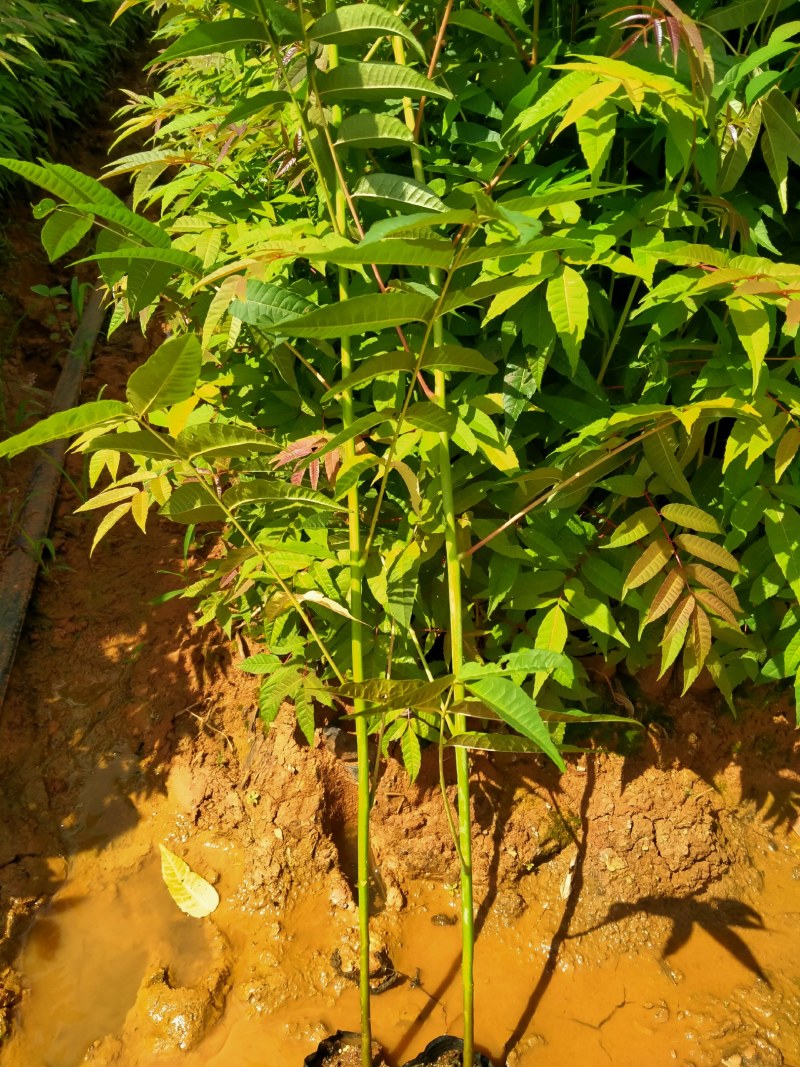 云南四季香椿苗收益快来钱快的好项目第一