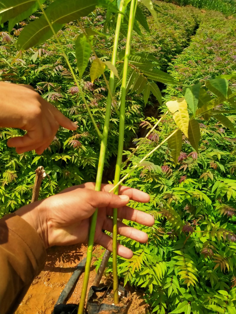 云南四季香椿苗收益快来钱快的好项目第一