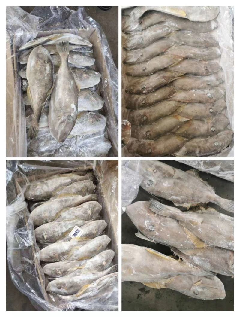包邮马面鱼扒皮鱼剥皮鱼耗儿鱼冷冻海鲜水产马面鱼
