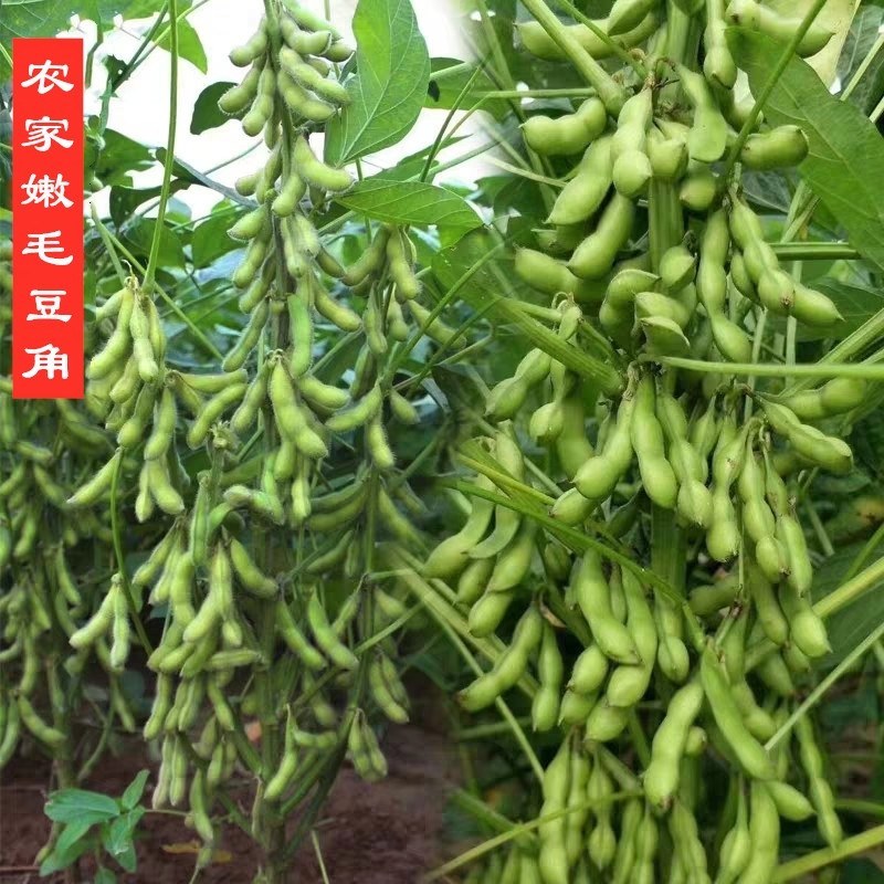 启东，翠绿宝，毛豆，精品大板型，条型好，商品性好