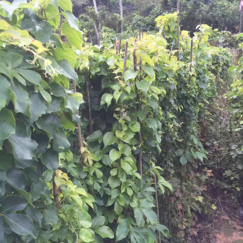 爬山虎中袋大袋，高度50-120