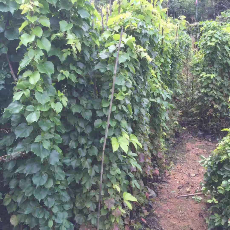 爬山虎中袋大袋，高度50-120