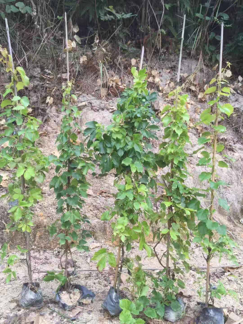 爬山虎中袋大袋，高度50-120
