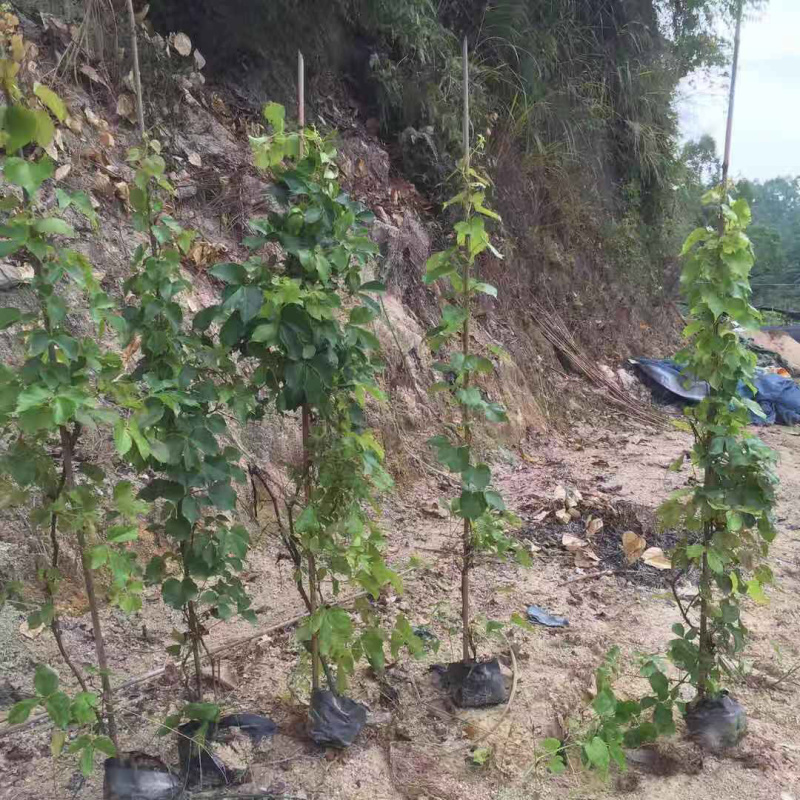 爬山虎中袋大袋，高度50-120