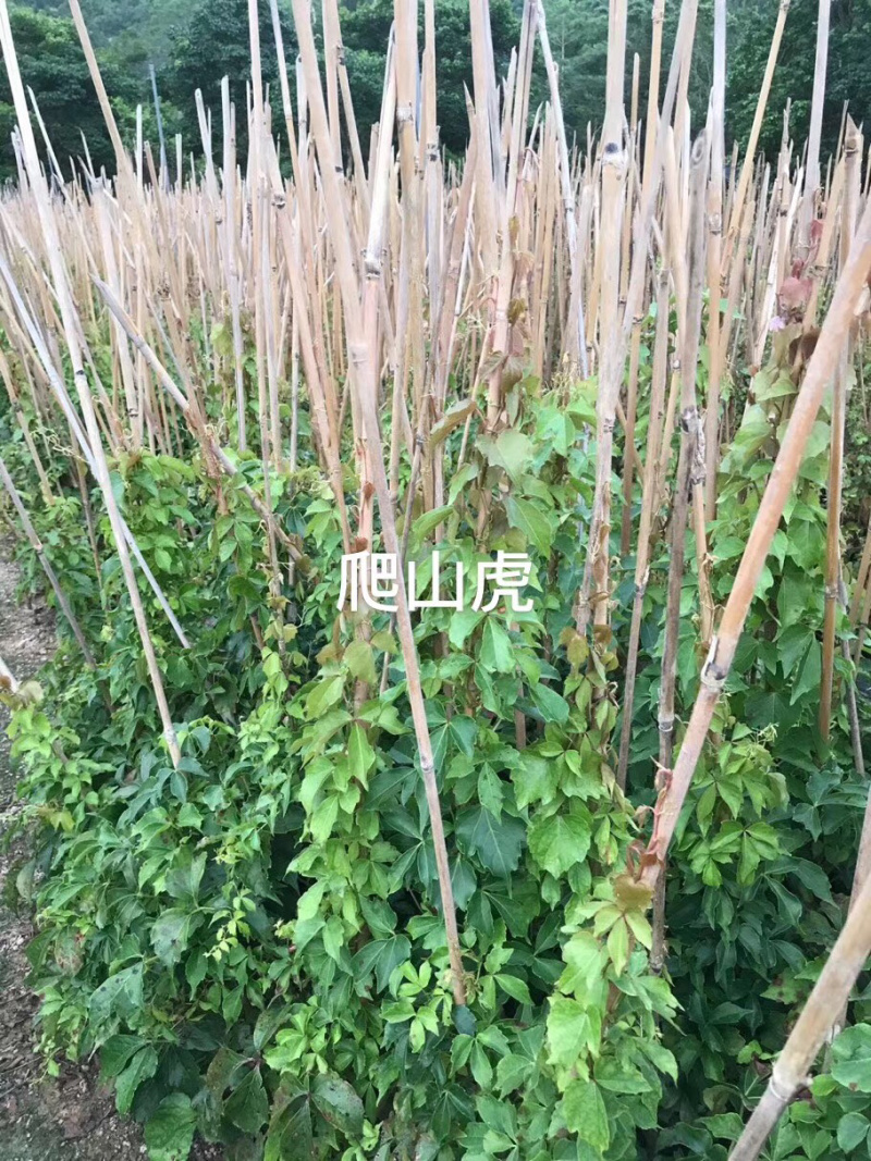 爬山虎中袋大袋，高度50-120