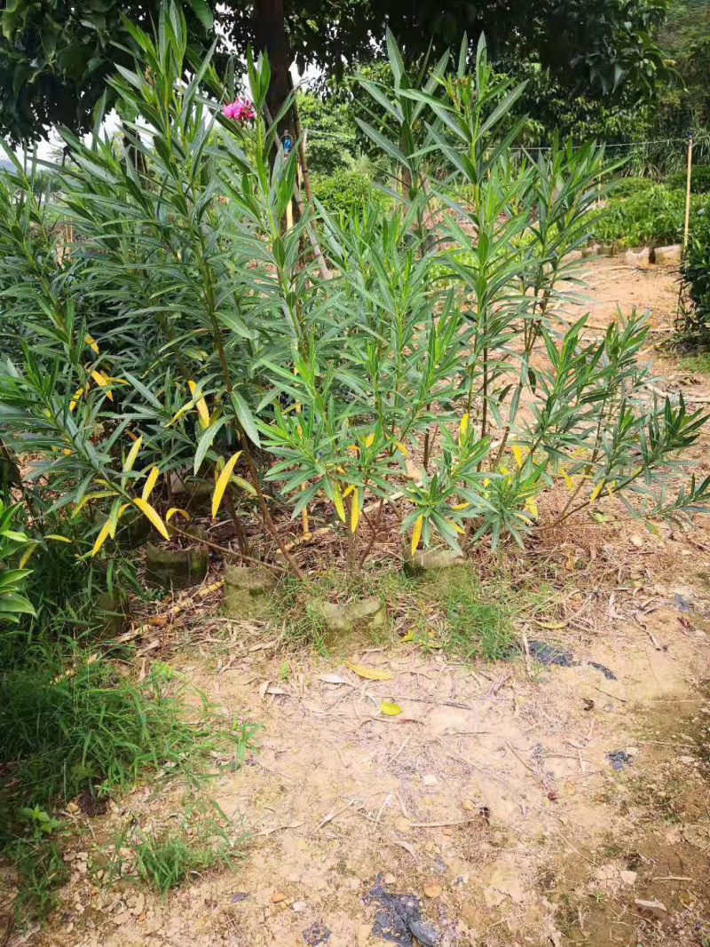 爬山虎中袋大袋，高度50-120
