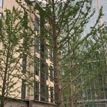 银杏树园林绿化银杏树各种规格基地直供欢迎前来参观