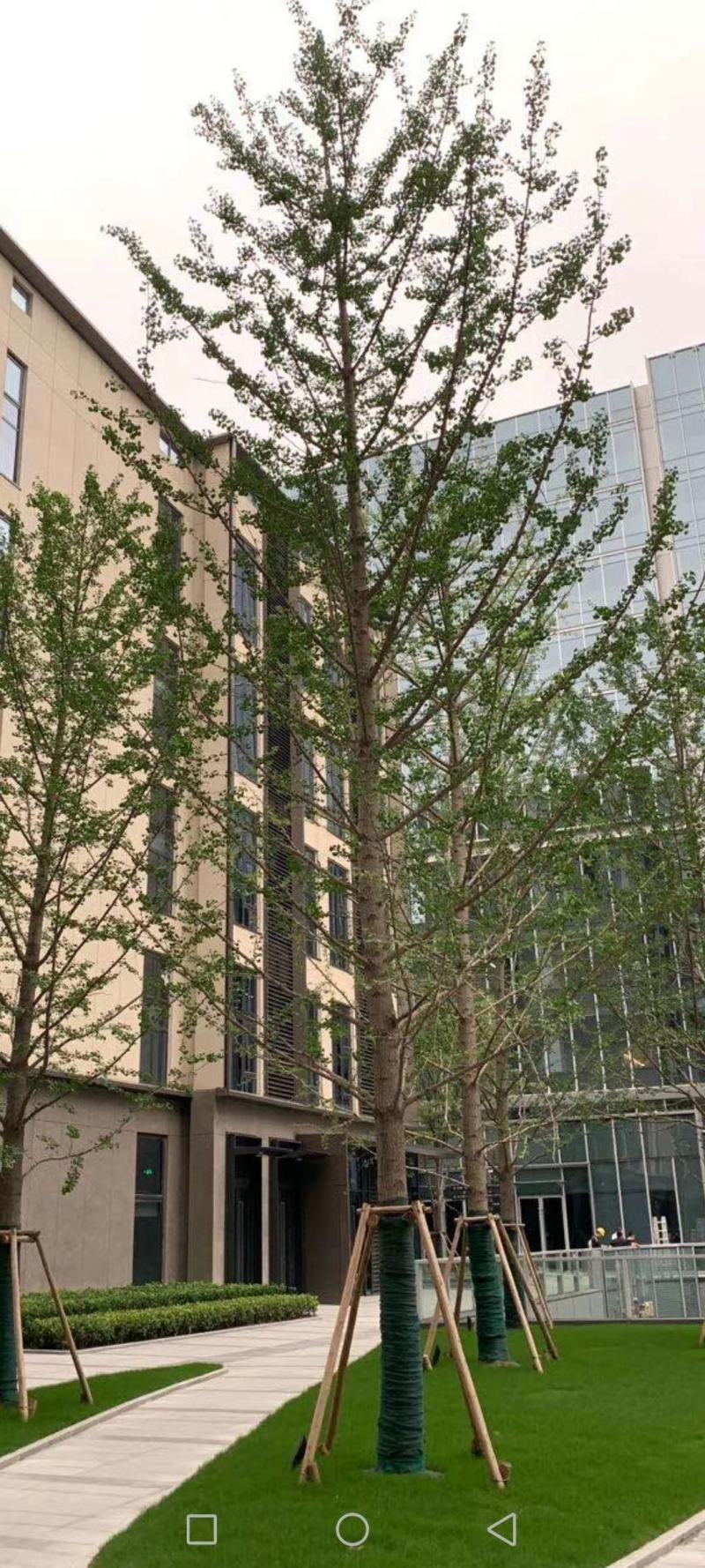 银杏树园林绿化银杏树各种规格基地直供欢迎前来参观