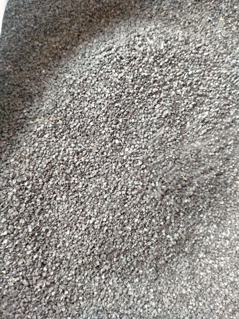 韭菜子规格齐全大货批发一手货源价格优！含量高！