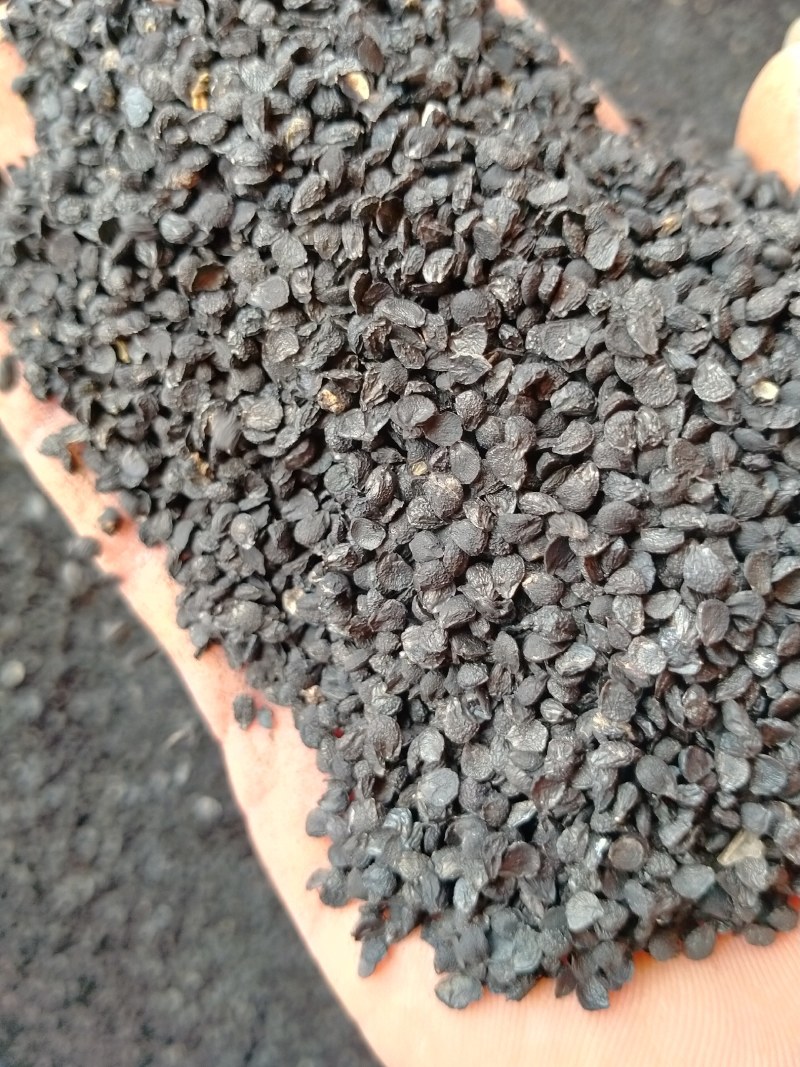 韭菜子规格齐全大货批发一手货源价格优！含量高！