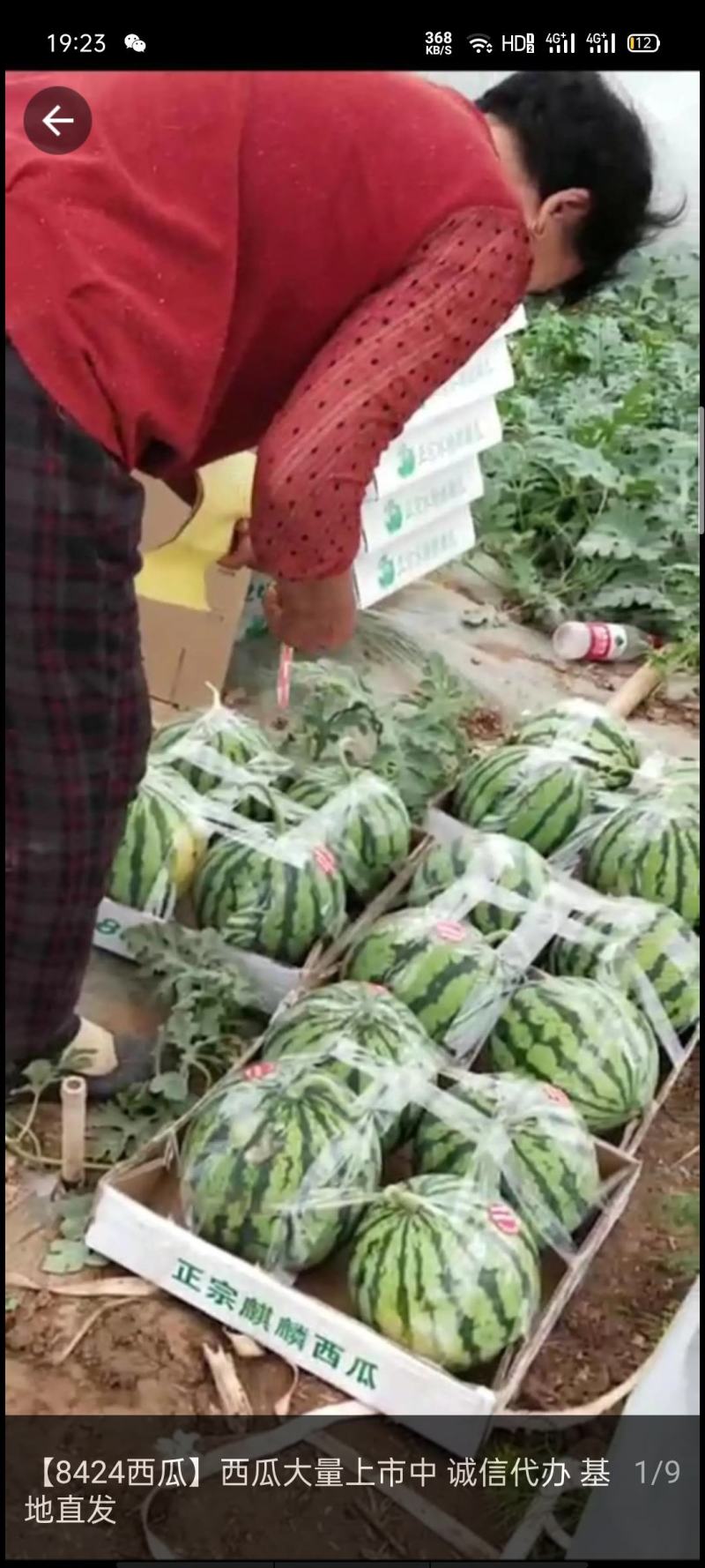 美都西瓜，黑皮冬瓜，桃子