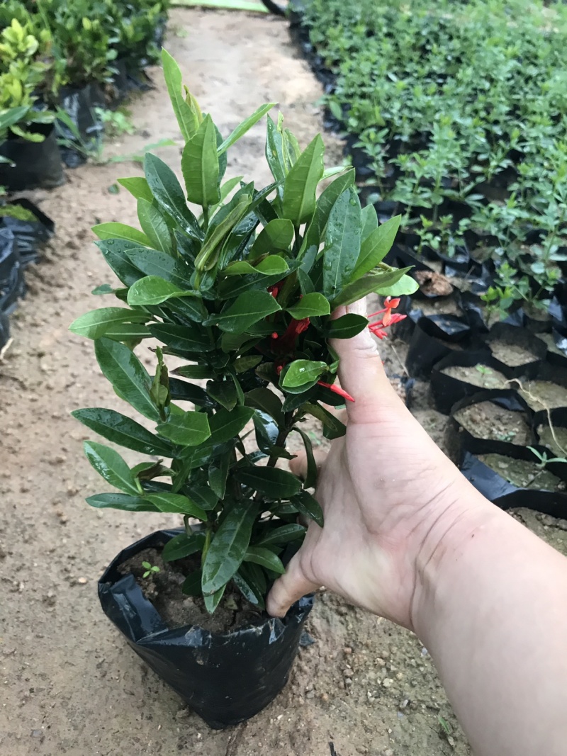 小叶龙船花中大袋高度20-30
