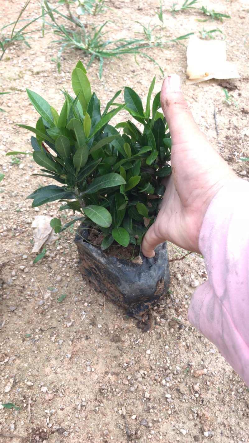 小叶龙船花中大袋高度20-30