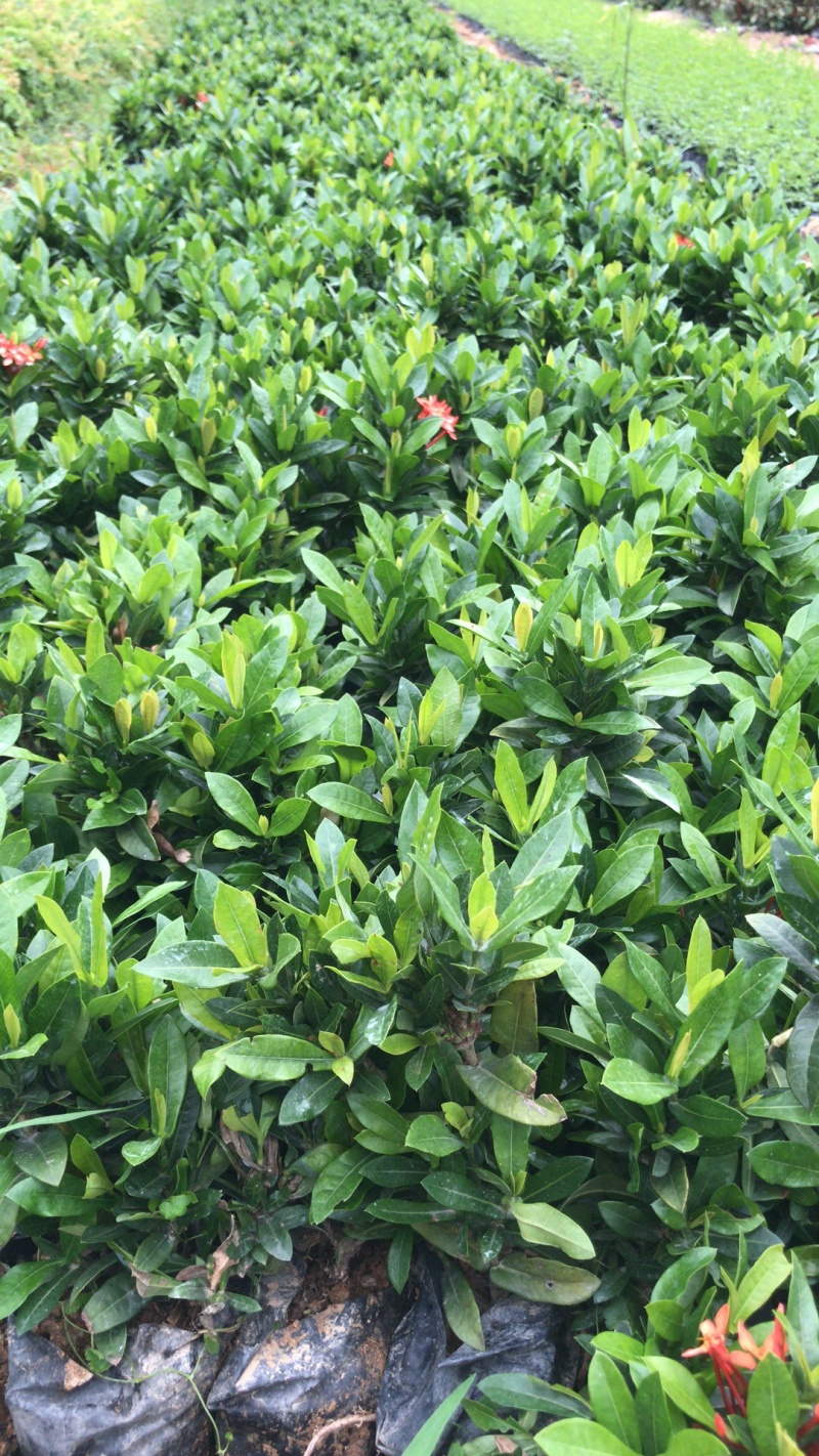 小叶龙船花中大袋高度20-30