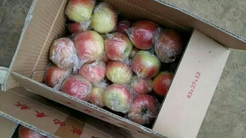 早熟苹果美八红露华硕山下品种价格美丽货源充足全国各地发货