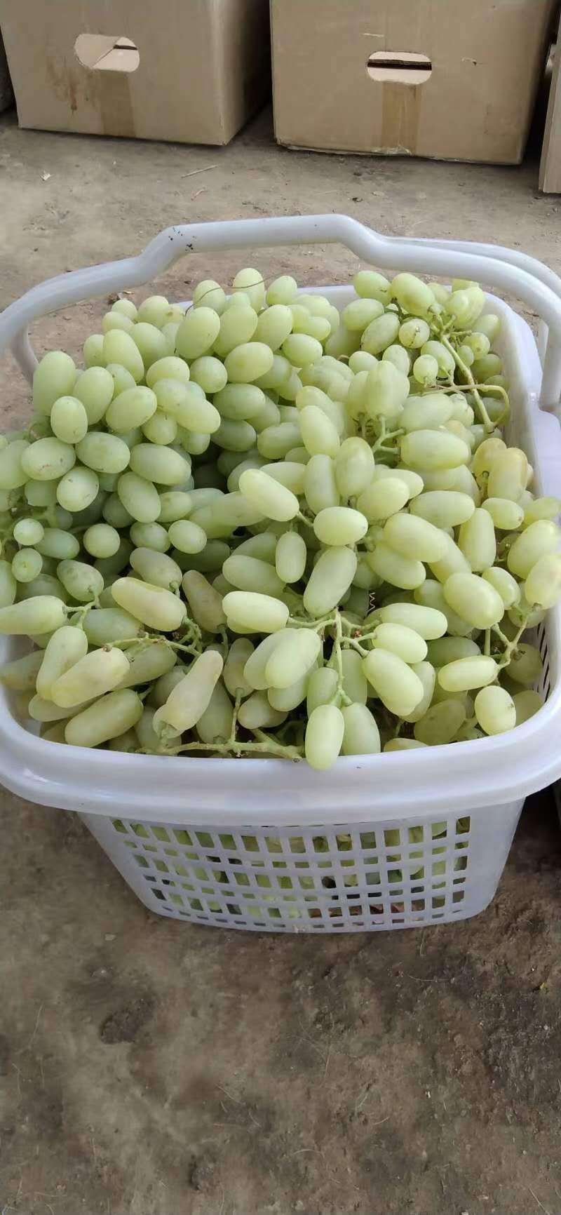 葡萄味道甜包质量包运费