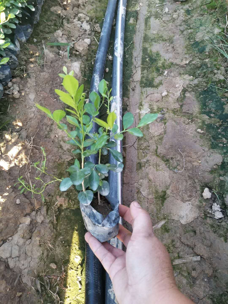 九里香中袋，高度15-25批发