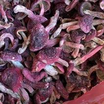 大红菇标菇一级菇大红菌食用菌