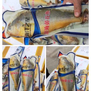 新鲜大黄鱼鲜活速冻大黄鱼黄鱼水产江苏海鲜水产