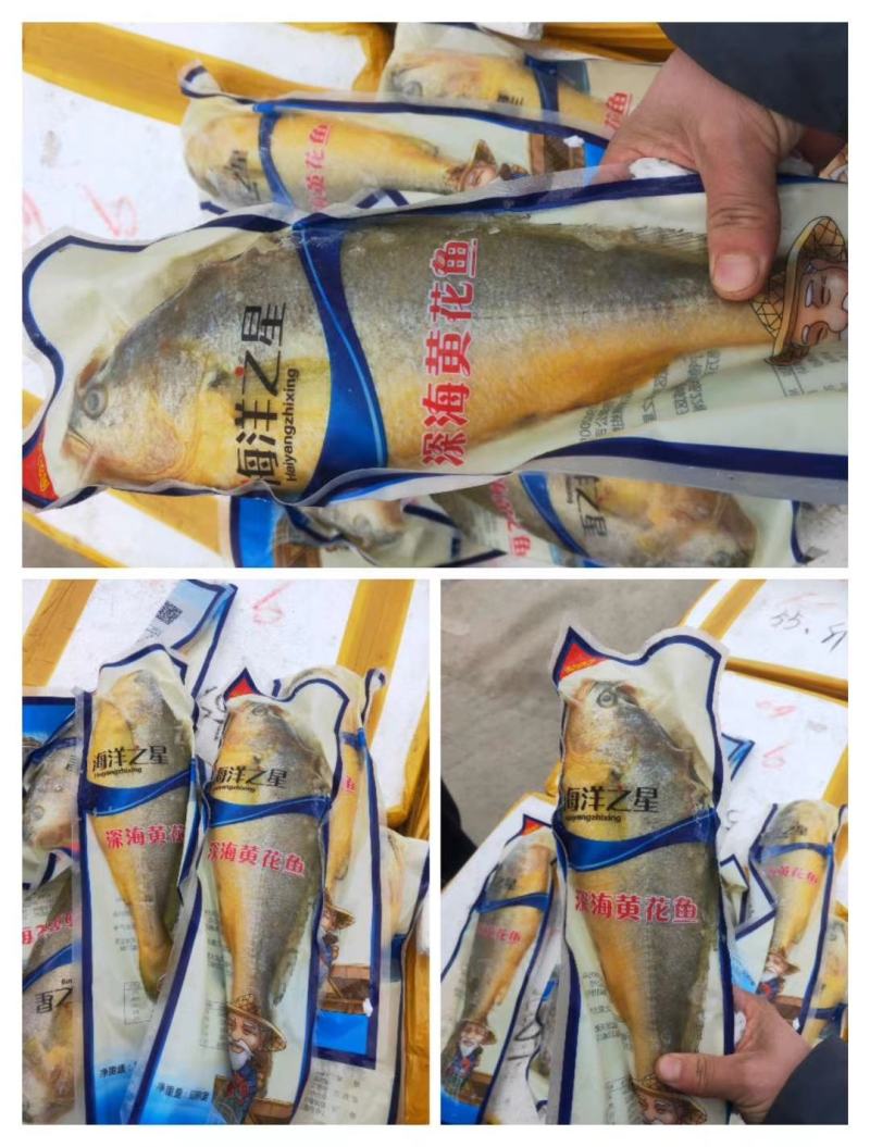新鲜大黄鱼鲜活速冻大黄鱼黄鱼水产江苏海鲜水产