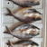 小规格开背巴沙鱼350-600克，7.5公斤/件8-13条