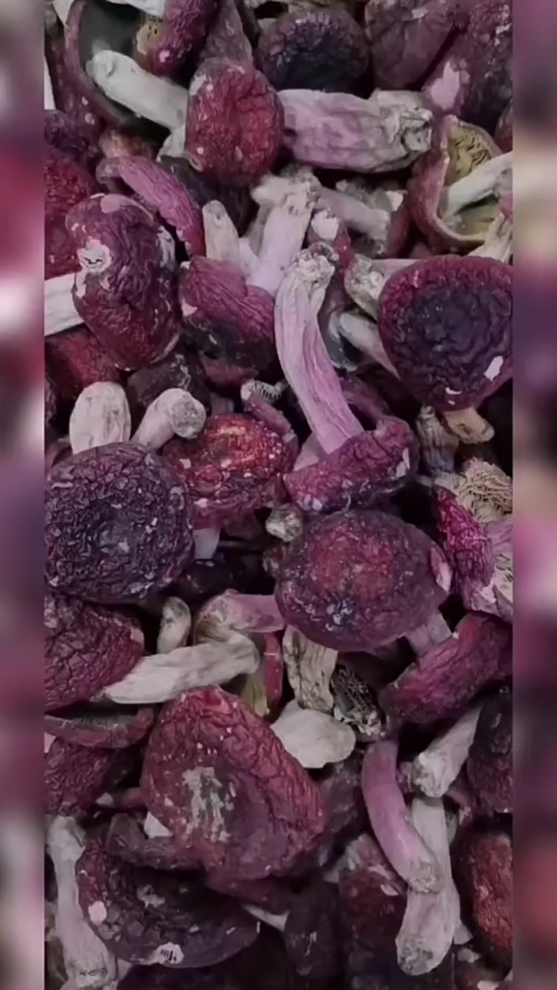 自家烘烤云南普洱野生大红菇中菇