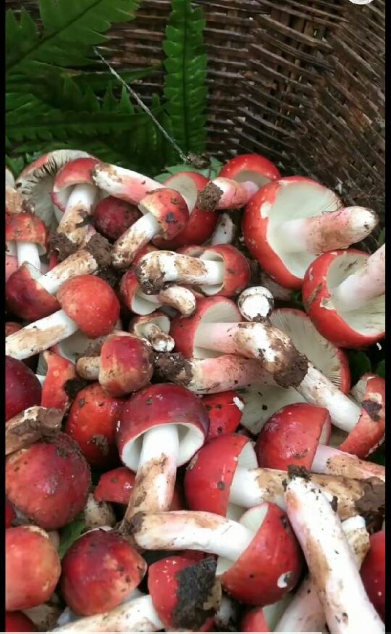 自家烘烤云南普洱野生大红菇中菇