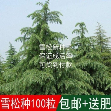 雪松种子进口雪松种子保证出牙率货到付款免费提供种植技术