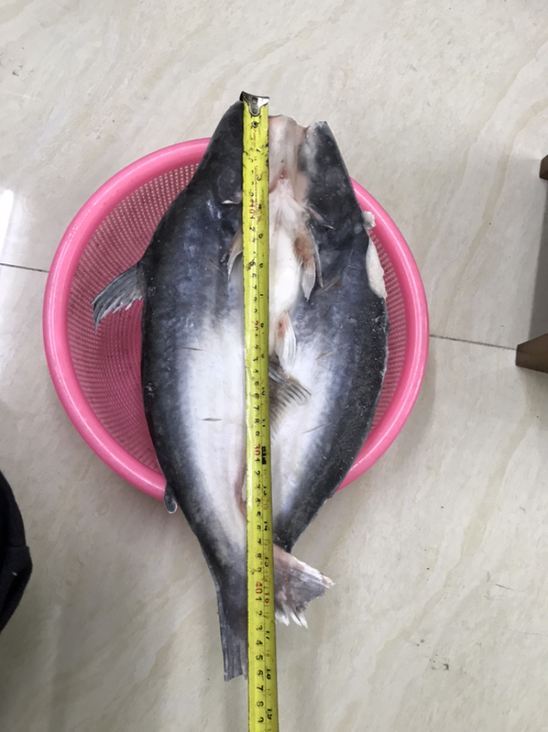 小规格开背巴沙鱼350-600克，7.5公斤/件8-13条