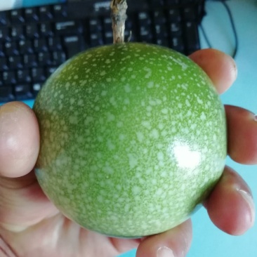 黄金百香果，产地直发，新鲜采摘！