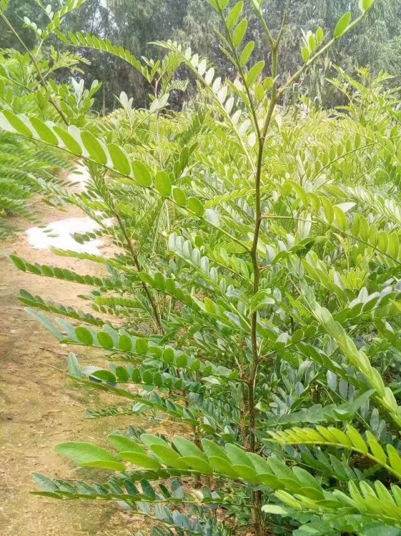 刺槐苗价格，刺槐苗批发，刺槐苗基地，刺槐树苗