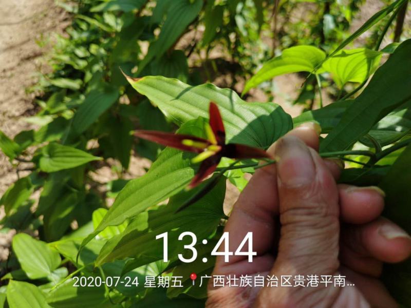 广西红花百部种子，品种纯正，不掺杂，种子饱满，发芽好，