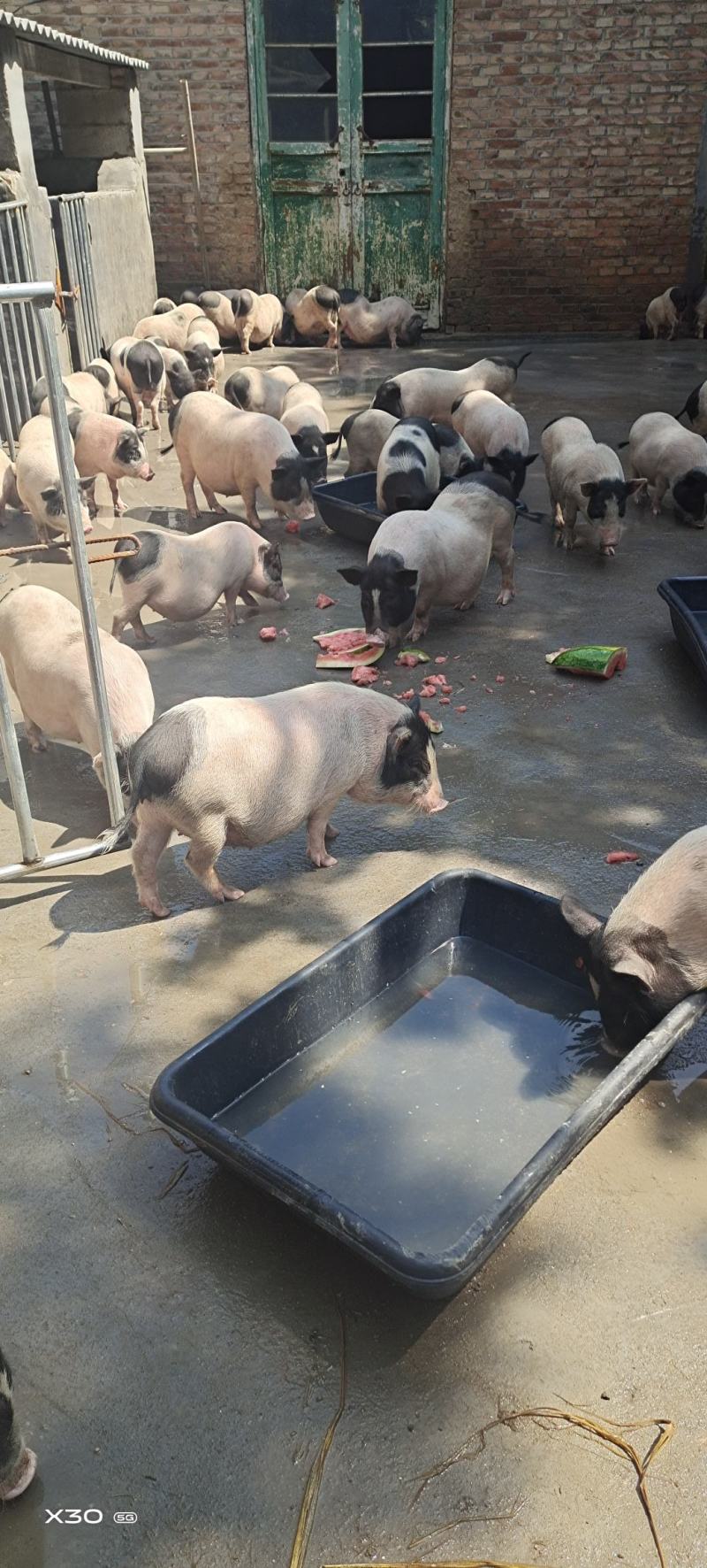 巴马香猪，小猪仔，成年香猪