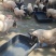 巴马香猪，小猪仔，成年香猪
