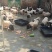 巴马香猪，小猪仔，成年香猪