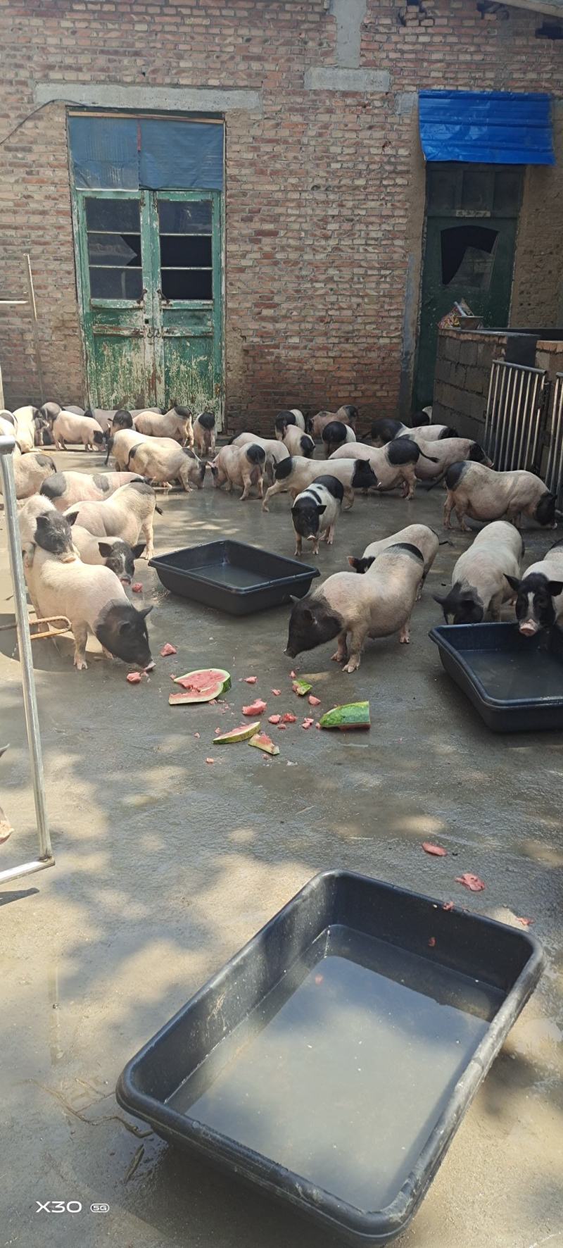 巴马香猪，小猪仔，成年香猪