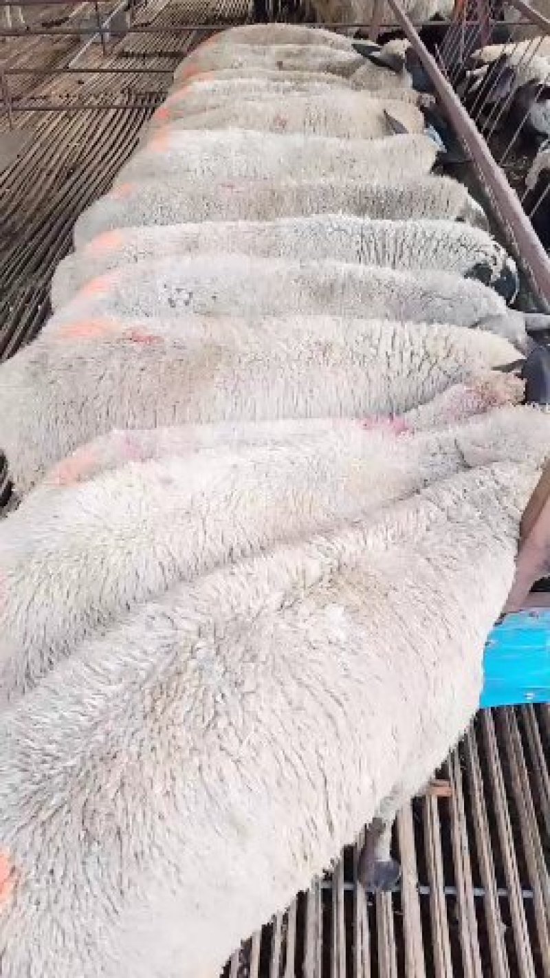 种羊萨福克繁殖母羊及种公羊